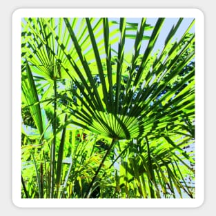 Palms Sticker